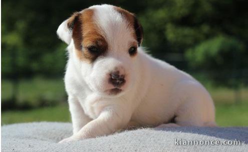 Chiot Jack Russelle Femelle 