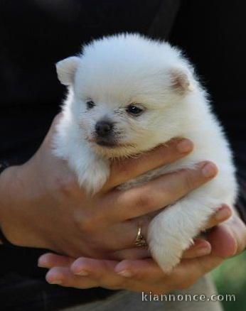 Chiot Spitz allemand femelle 