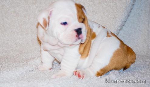 Chiot type femelle Bulldog Anglais 