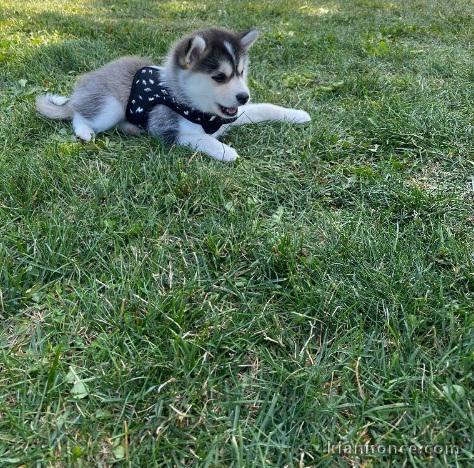 Chiot Pomsky femelle 