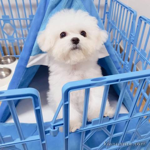 Chiots-Bichon-Maltais