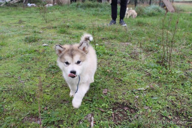 Chiots Alaskan Malamute