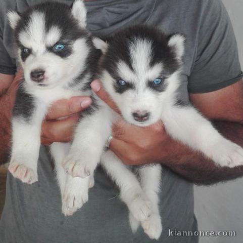 chiots husky siberien