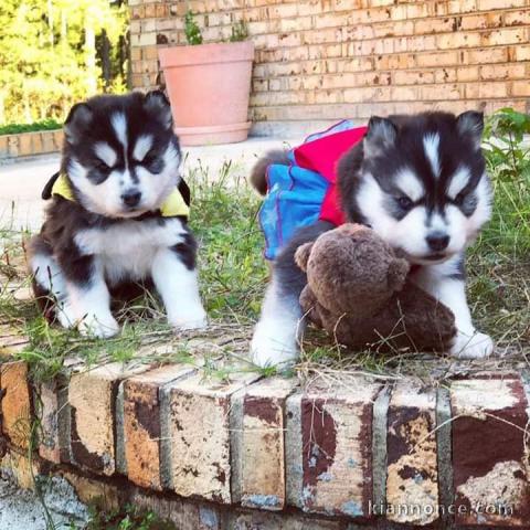 chiots husky siberien