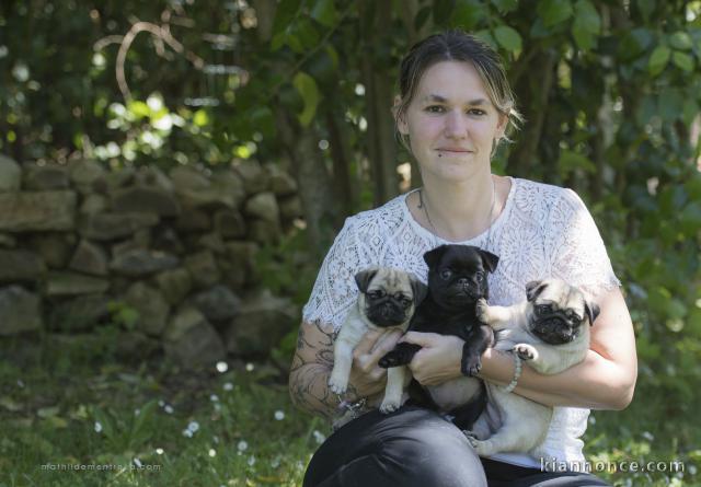 Sublimes Chiots Carlin Pure Race