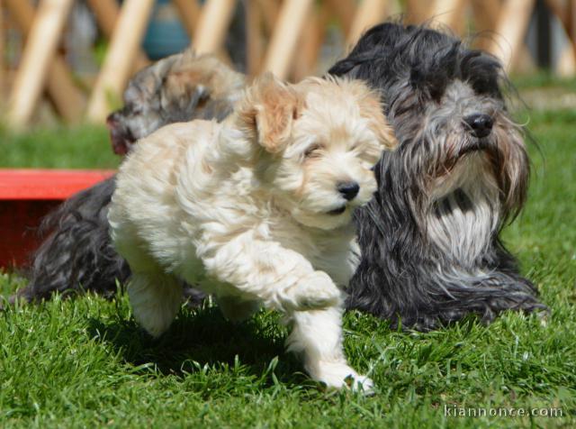 Superbes Chiots Bichon Havanais Pure Race