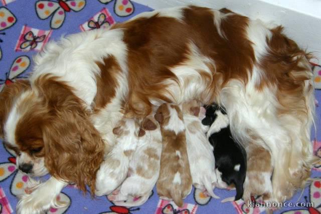 chiot cavalier king a donner