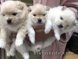 chiots spitz a donner