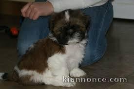 chiot shih tzu a donner