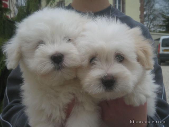 chiot coton de tulear 