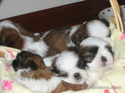 chiot shih tzu disponible