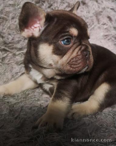 Chiots bouledogue français fauve bleu 