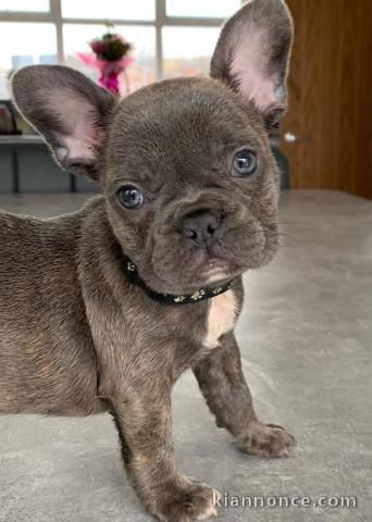 Chiots bouledogue français fauve bleu 