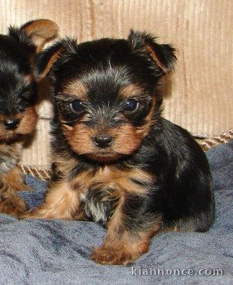 yorkshire terrier disponible