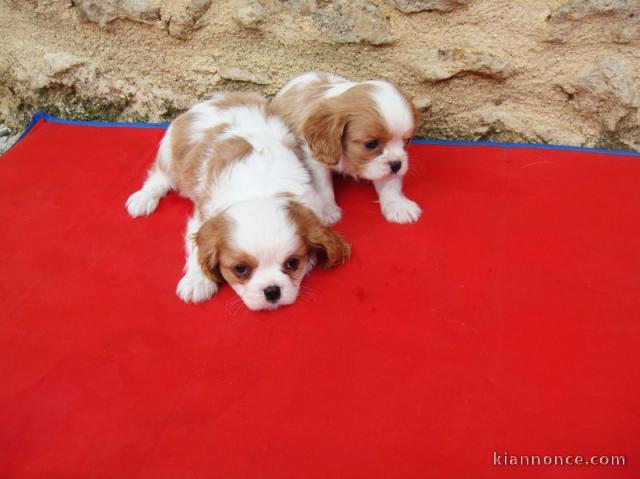 chiot cavalier king pour adoption