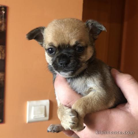 chiots chihuahua a adopter