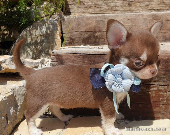 Adoption chiot chihuahua