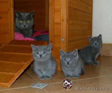 Magnifiques chatons Chartreux