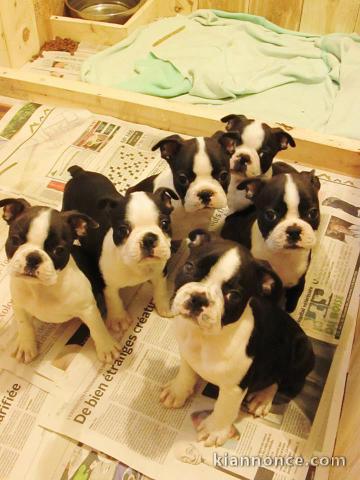 Magnifique chiots Boston Terrier