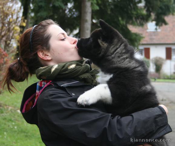 Jolie chiots akita américain 