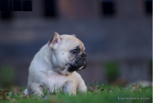 A donner jolie câline Chiot bouledogue Français femelle