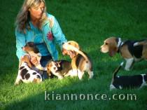  Superbes Chiots Beagle Pure Race