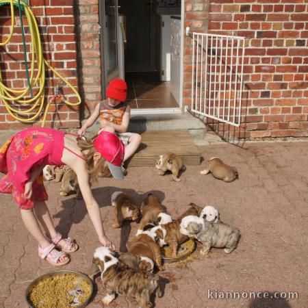  Magnifiques Chiots Bulldog Anglais