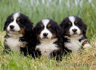  Magnifiques chiots Bouvier Bernois Pure Race