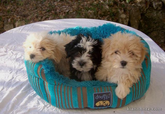 Superbes Chiots Bichon Havanais Pure Race Pedigre