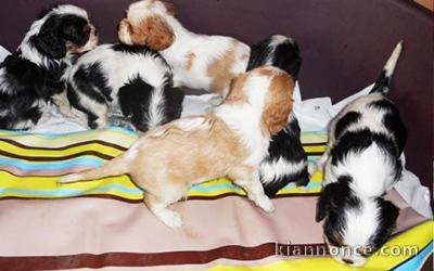 Adorables Chiots Cavalier King Charles Pure Race