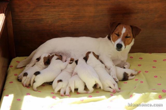 Sublimes Chiots Jack Russel Pure Race