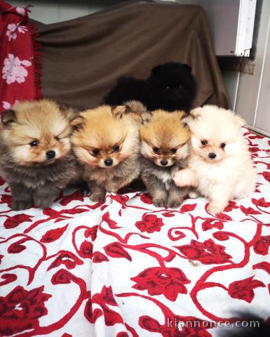 Magnifiques Chiots Spitz Nain Poméranien Pure Race