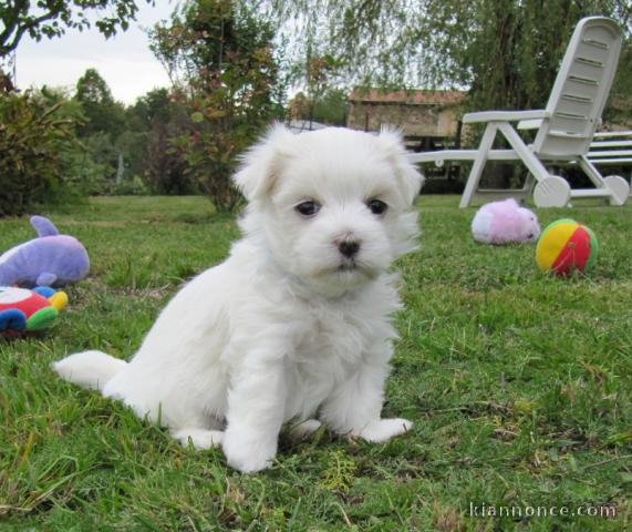 Bichon maltais a donner 