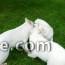 berger blanc suisse disponible 