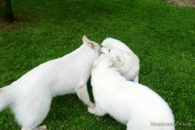 berger blanc suisse disponible 