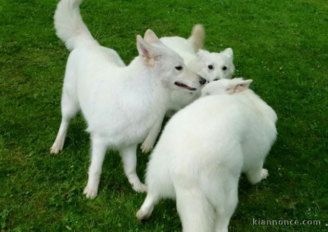 berger blanc suisse disponible 