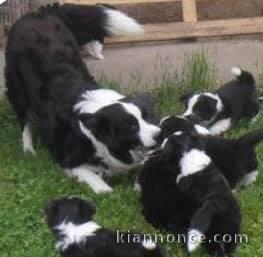 Magnifiques Chiots Border Collie Pure Race