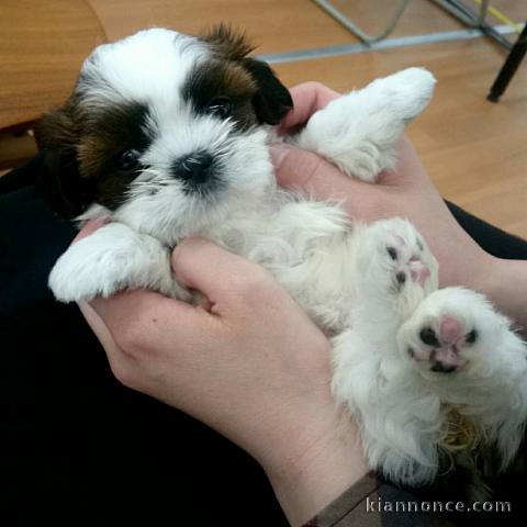 Adorables chiots Shih Tzu a donner 