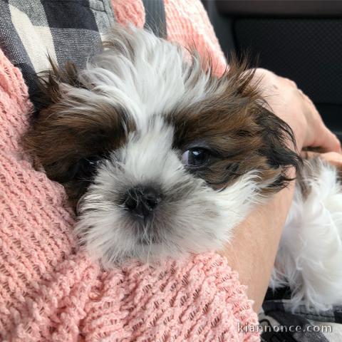 Adorables chiots Shih Tzu a donner