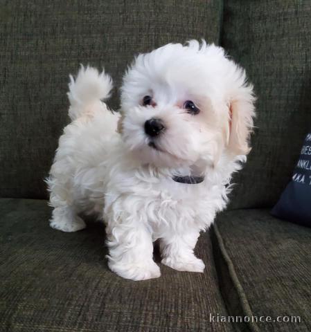 A donner magnifique femelle bichon maltais