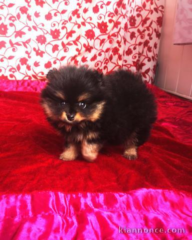 chiots type spitz allemand non lof