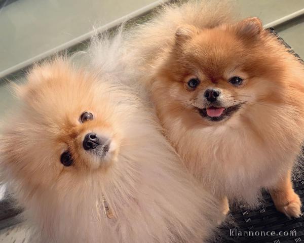 Adorables chiots spitz allemand à donner pour adoption immediate