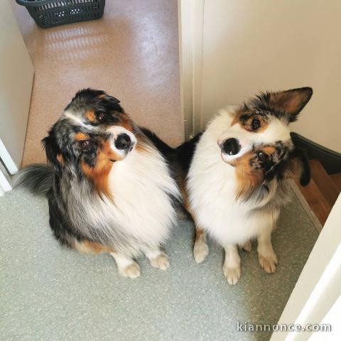 Magnifiques chiots bergers australiens à donner pour adoption..