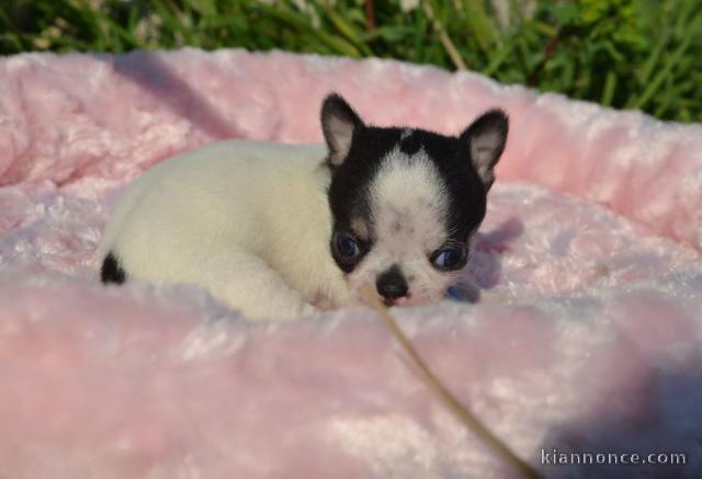 Dons Chiots Chihuahua lof 