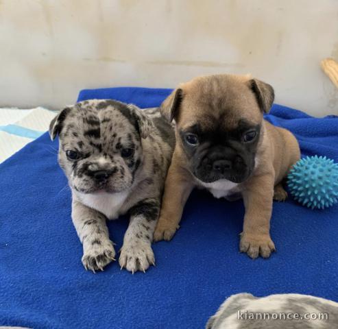 adorables  chiots  bouledogue français  de 3 mois disponible pour