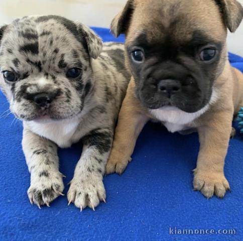  adorables  chiots  bouledogue français  de 3 mois disponible pou