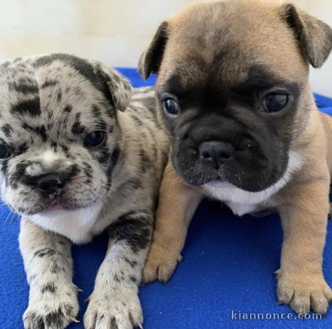 Adorables chiots bouledogues français disponible pour adoption.