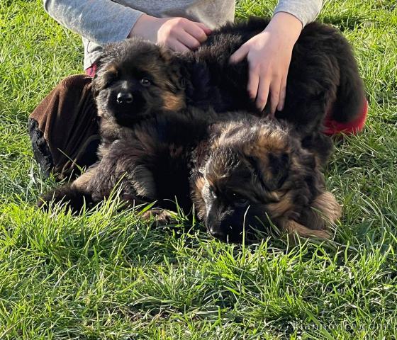 Magnifiques Chiots Berger Allemand Pure Race