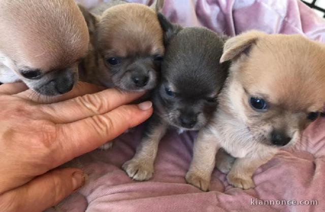 Superbes Chiots Chihuahua Pure Race Poils Courts Taille Standard