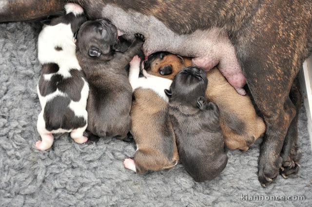  Magnifiques Chiots Bouledogue Français Pure Race